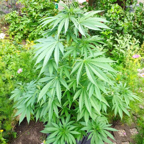 Purple Cookie Kush Sensi Seeds  growlog timeline photo