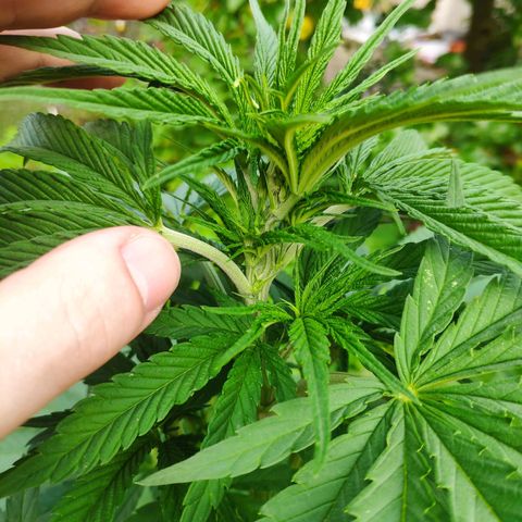 Purple Cookie Kush Sensi Seeds  growlog timeline photo