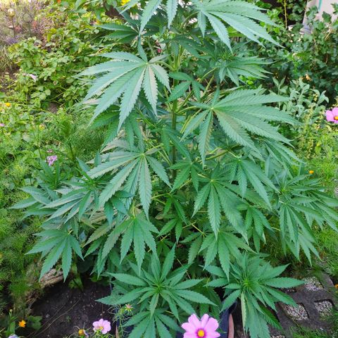 Purple Cookie Kush Sensi Seeds  growlog timeline photo