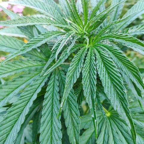 Purple Cookie Kush Sensi Seeds  growlog timeline photo