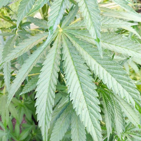 Purple Cookie Kush Sensi Seeds  growlog timeline photo