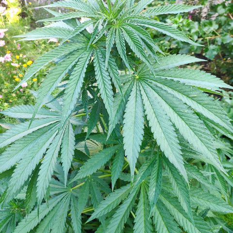 Purple Cookie Kush Sensi Seeds  growlog timeline photo