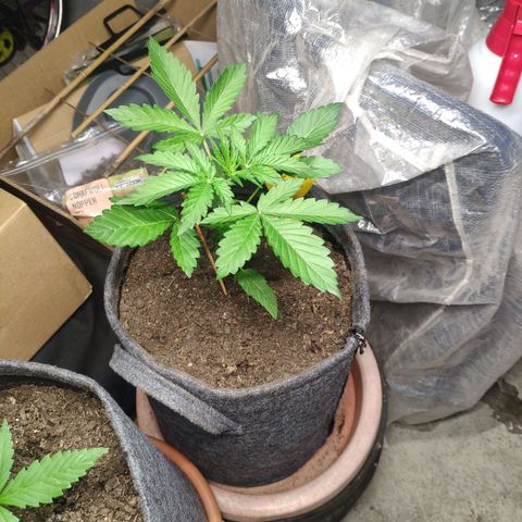 Pineapple Express 2 growlog timeline photo