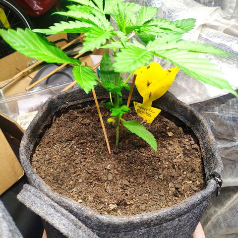 Pineapple Express 2 growlog timeline photo