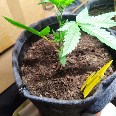 Purple Haze Auto  growlog timeline photo