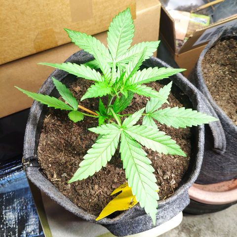 Purple Haze Auto  growlog timeline photo