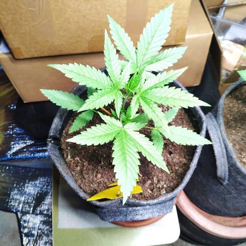 Purple Haze Auto  growlog timeline photo
