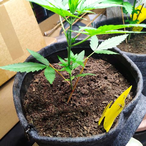 Purple Haze Auto  growlog timeline photo