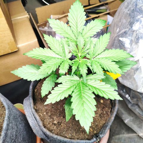 Pineapple Express 2 growlog timeline photo