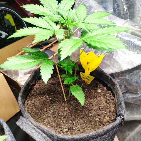 Pineapple Express 2 growlog timeline photo