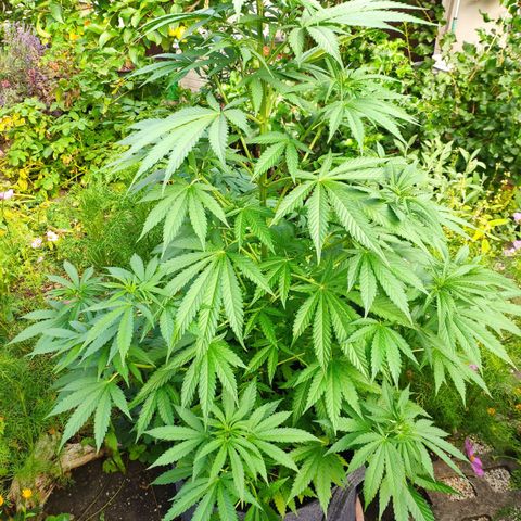 Purple Cookie Kush Sensi Seeds  growlog timeline photo