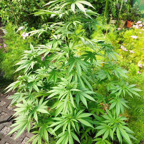 Purple Cookie Kush Sensi Seeds  growlog timeline photo