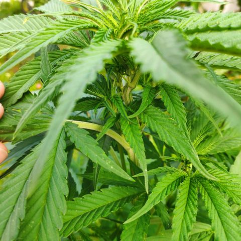 Purple Cookie Kush Sensi Seeds  growlog timeline photo