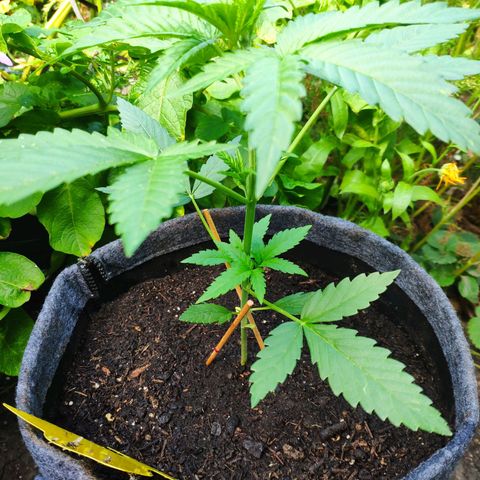 Purple Haze Auto  growlog timeline photo