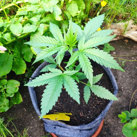 Purple Haze Auto  growlog timeline photo