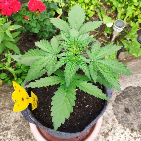Pineapple Express 2 growlog timeline photo