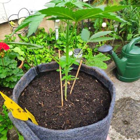 Pineapple Express 2 growlog timeline photo