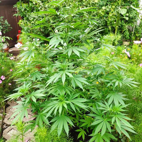 Purple Cookie Kush Sensi Seeds  growlog timeline photo