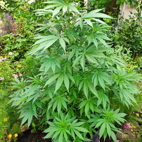 Purple Cookie Kush Sensi Seeds  growlog timeline photo