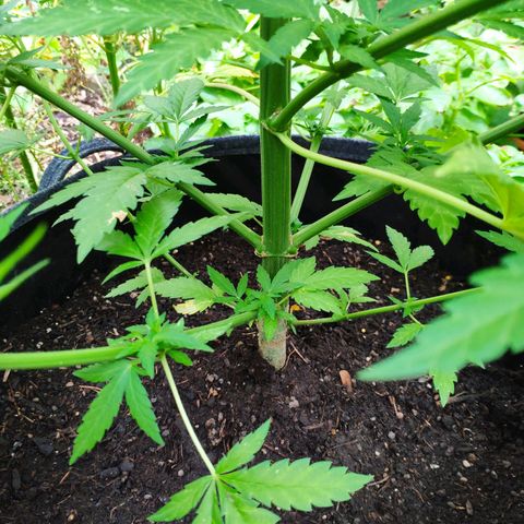 Purple Cookie Kush Sensi Seeds  growlog timeline photo