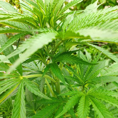 Purple Cookie Kush Sensi Seeds  growlog timeline photo