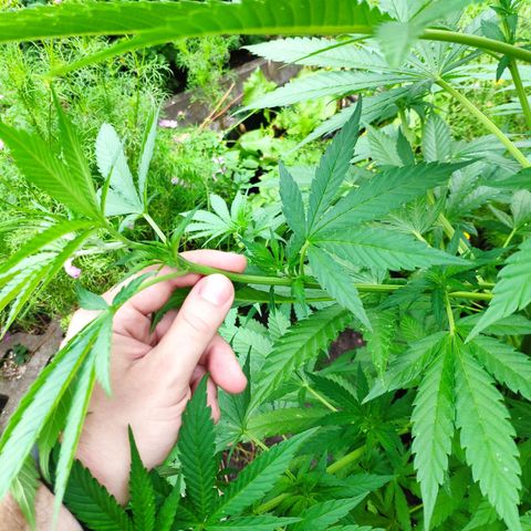 Purple Cookie Kush Sensi Seeds  growlog timeline photo