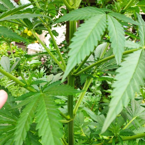 Purple Cookie Kush Sensi Seeds  growlog timeline photo