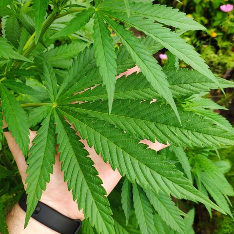 Purple Cookie Kush Sensi Seeds  growlog timeline photo