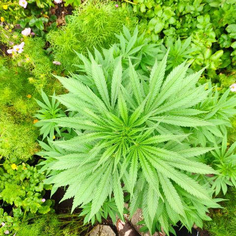 Purple Cookie Kush Sensi Seeds  growlog timeline photo