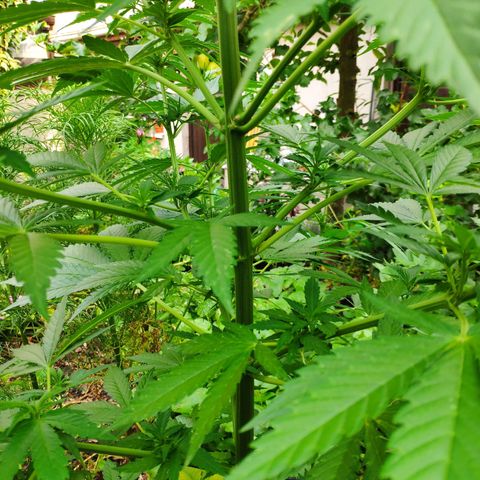 Purple Cookie Kush Sensi Seeds  growlog timeline photo