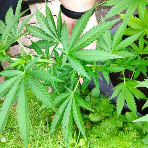 Purple Cookie Kush Sensi Seeds  growlog timeline photo