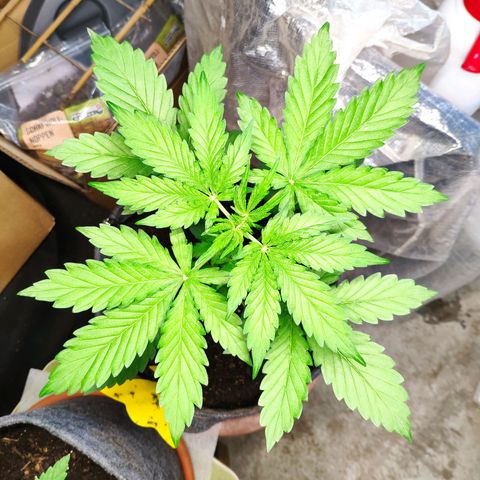 Pineapple Express 2 growlog timeline photo