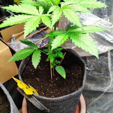 Pineapple Express 2 growlog timeline photo