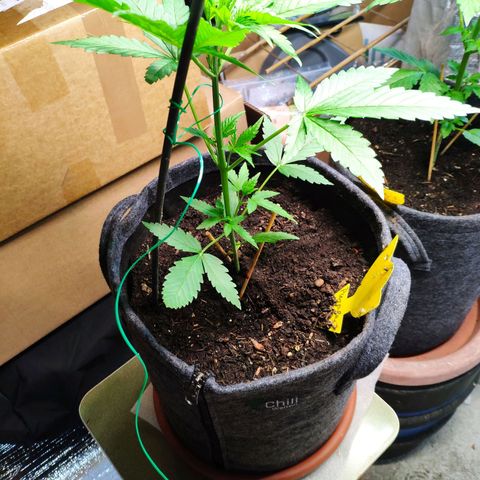 Purple Haze Auto  growlog timeline photo