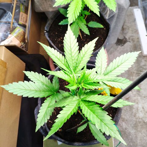 Purple Haze Auto  growlog timeline photo