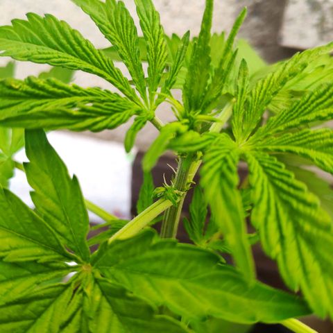 Pineapple Express 2 growlog timeline photo