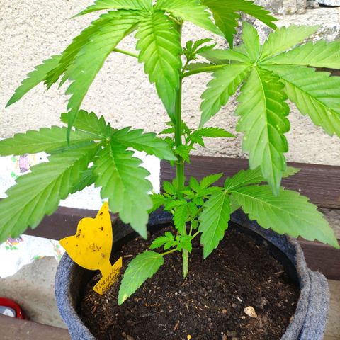 Pineapple Express 2 growlog timeline photo