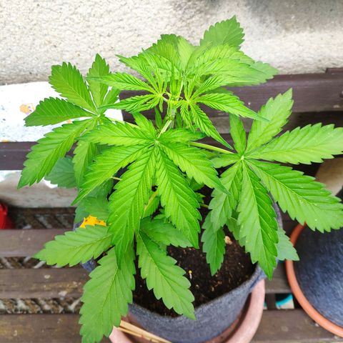 Pineapple Express 2 growlog timeline photo