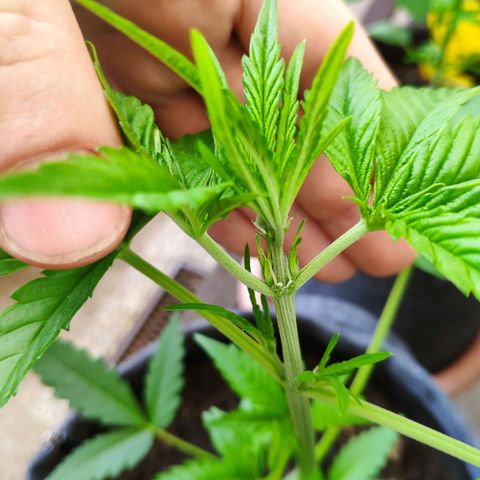 Purple Haze Auto  growlog timeline photo