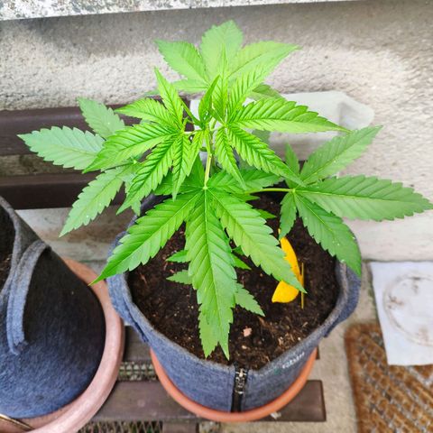 Purple Haze Auto  growlog timeline photo