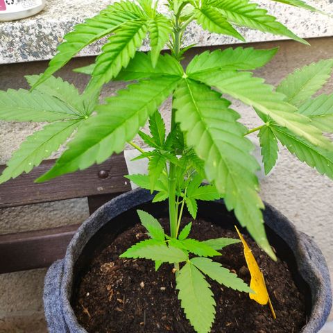 Purple Haze Auto  growlog timeline photo