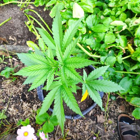 Purple Haze Auto  growlog timeline photo