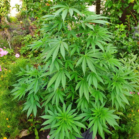 Purple Cookie Kush Sensi Seeds  growlog timeline photo