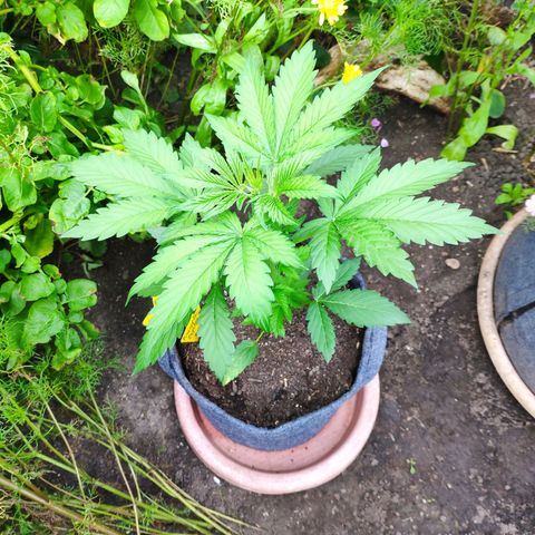 Pineapple Express 2 growlog timeline photo