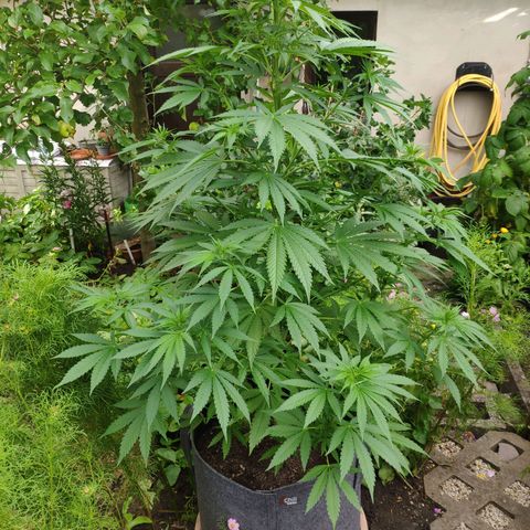 Purple Cookie Kush Sensi Seeds  growlog timeline photo