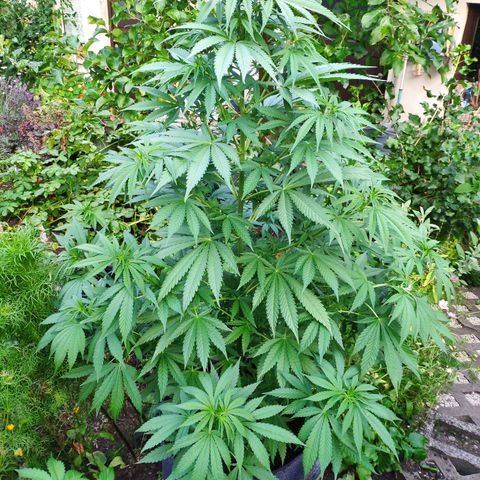 Purple Cookie Kush Sensi Seeds  growlog timeline photo
