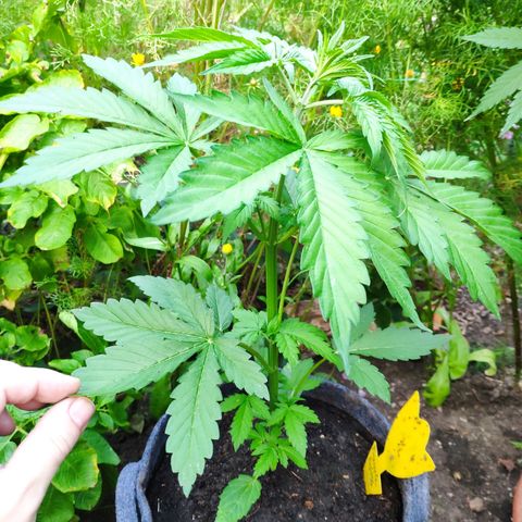 Pineapple Express 2 growlog timeline photo