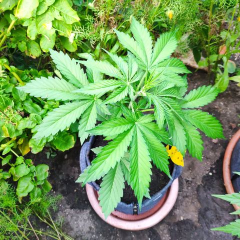 Pineapple Express 2 growlog timeline photo