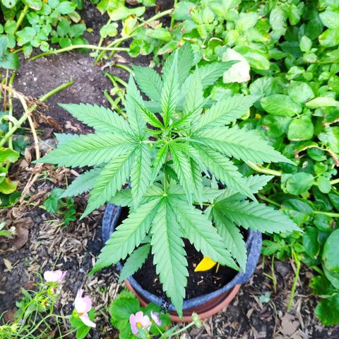 Purple Haze Auto  growlog timeline photo