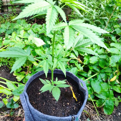 Purple Haze Auto  growlog timeline photo